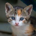 Photo of a Calico Kitten with Blue Eyes
