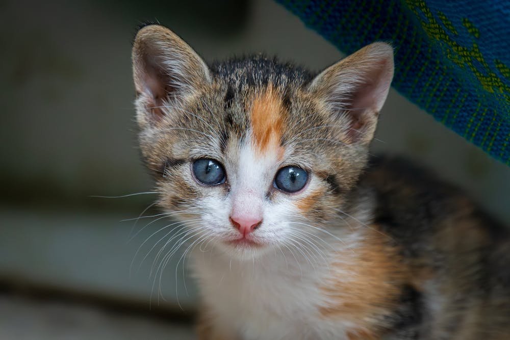 Photo of a Calico Kitten with Blue Eyes