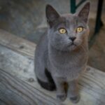 A Black Cat With Yellow Eyes
