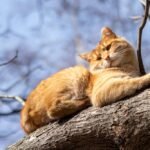 Around Your Presence