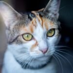 Close-Up Shot of a Cat