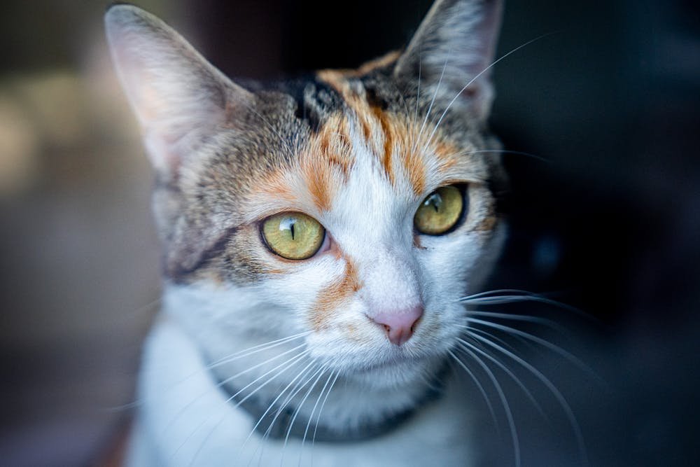 Close-Up Shot of a Cat