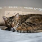 Cat Sleeping on Pillow