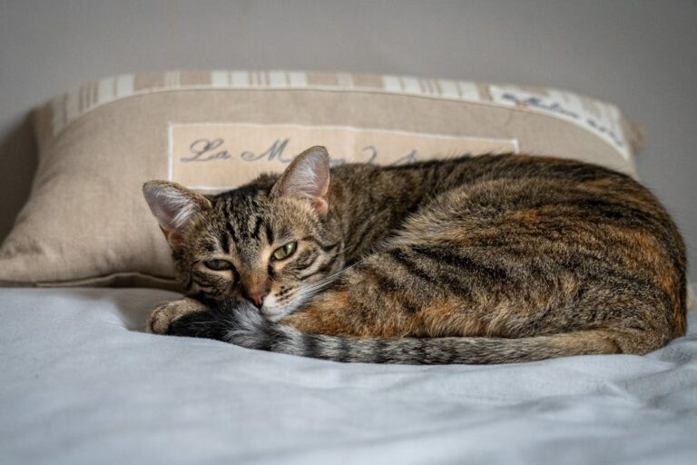 Cat Sleeping on Pillow