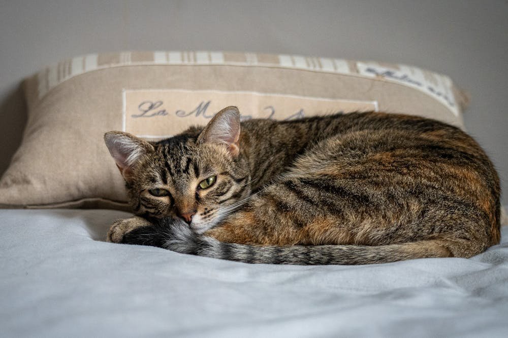 Cat Sleeping on Pillow
