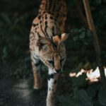 A Serval in a Zoo