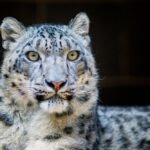 Close-Up Photography of a Leopard