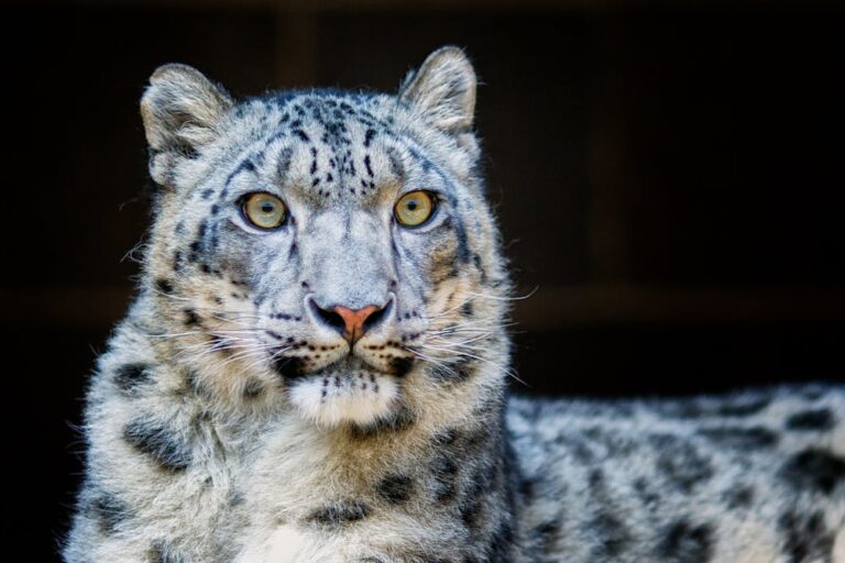 Close-Up Photography of a Leopard