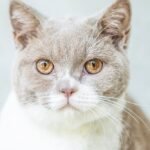 Close-Up Photo of Cat