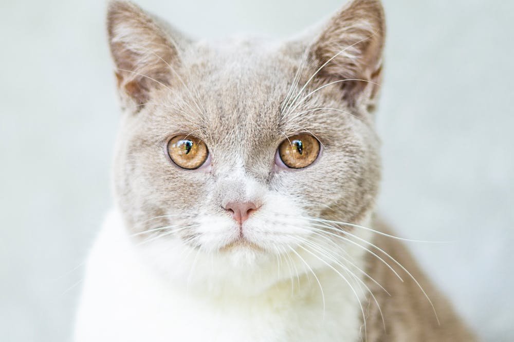 Close-Up Photo of Cat