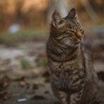 Peaceful Tabby Cat in Autumn Setting