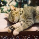 Close up of Sleeping Cat