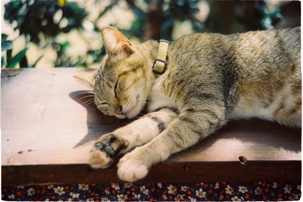 Close up of Sleeping Cat