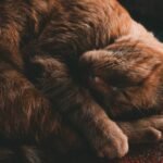 Photo Of Cat Sleeping On Ground