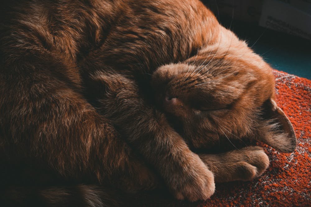 Photo Of Cat Sleeping On Ground