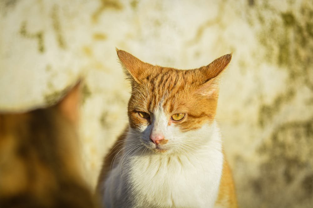 Cat Glares at the Other Cat