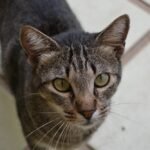 Close-up Portrait of a Domestic Tabby Cat Indoors