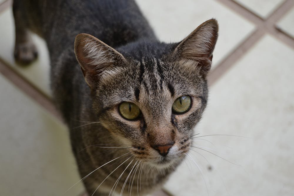 Close-up Portrait of a Domestic Tabby Cat Indoors