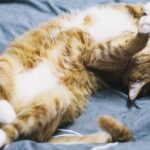 Orange Tabby Cat Lying on Blue Comforter