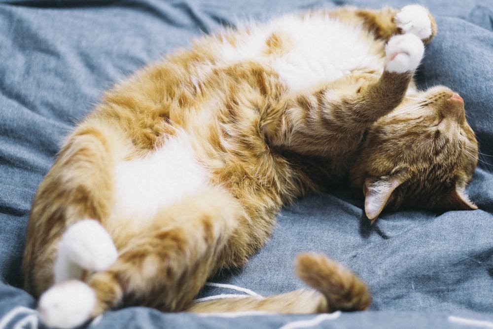 Orange Tabby Cat Lying on Blue Comforter