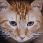 Orange Tabby Cat