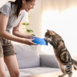 Young Asian woman cat owner giving food to her cute domestic cat at home