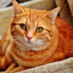 Orange Tabby Cat Laying on Brown Sofa
