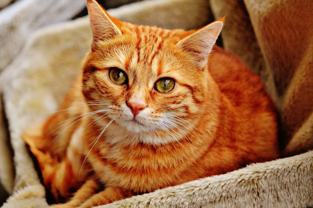 Orange Tabby Cat Laying on Brown Sofa