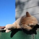 Orange Tabby Cat Sleeping