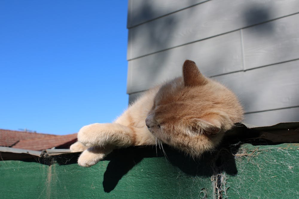 Orange Tabby Cat Sleeping