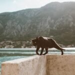 Black Cat Walking on Concrete Fence Near Water
