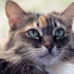 Close-Up Photo of a Brown Cat with White Whiskers