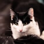 Close Up Photo of a Cute Cat