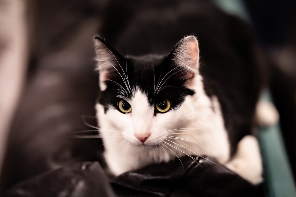 Close Up Photo of a Cute Cat