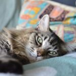 Gray Cat Lying on the Ground