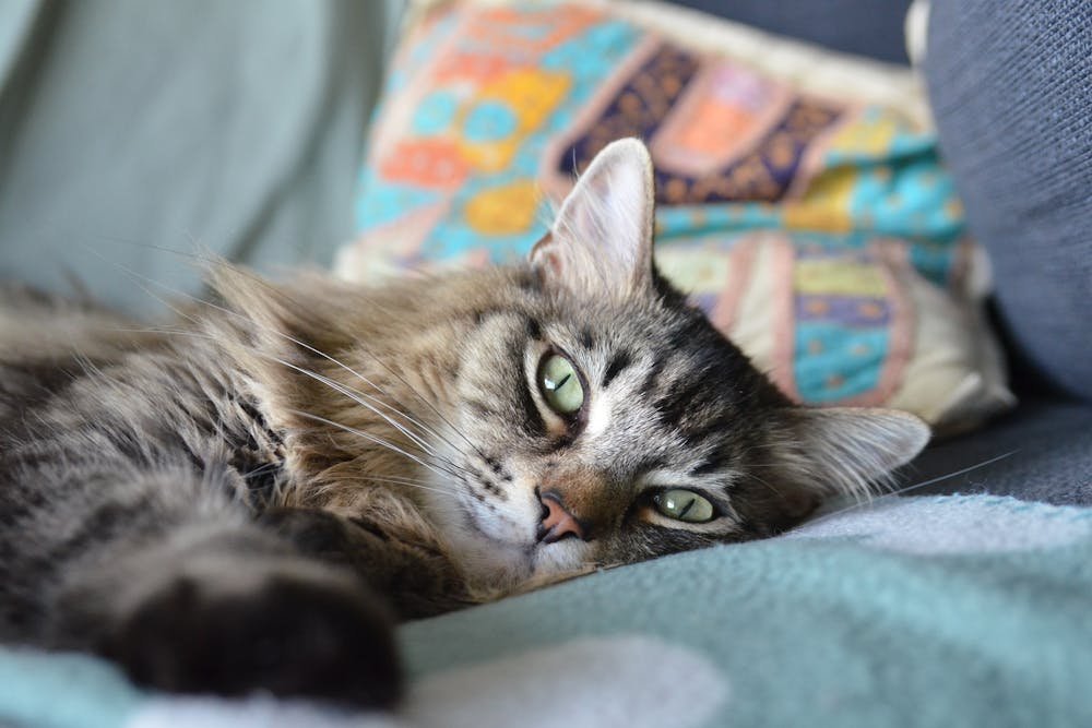 Gray Cat Lying on the Ground