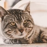 A Cute Cat Lying on the Floor