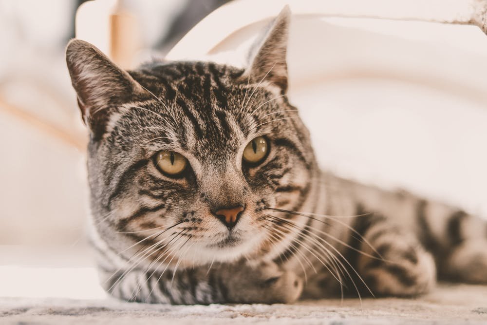 A Cute Cat Lying on the Floor