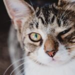 Close-Up Photo of a Cat