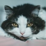 Black and White Cat in Close-Up Photography