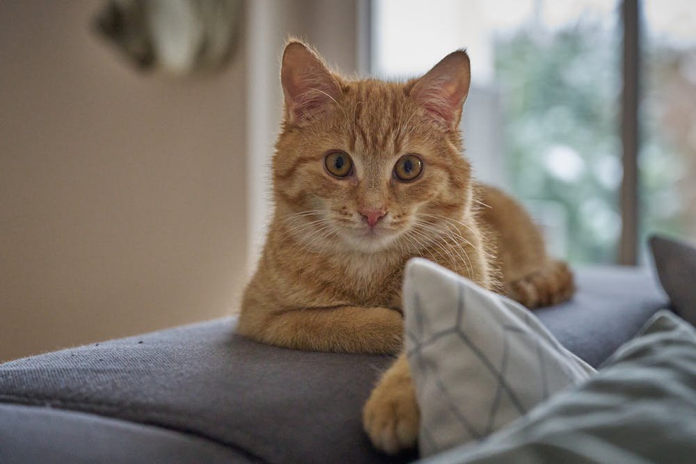Ginger Cat Relaxing on a Sofa Indoor