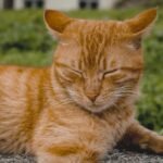Peaceful Ginger Cat Relaxing Outdoors