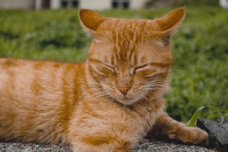 Peaceful Ginger Cat Relaxing Outdoors