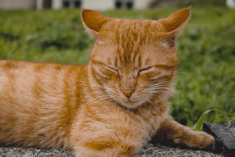 Peaceful Ginger Cat Relaxing Outdoors