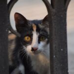 Beautiful Black and white Cat