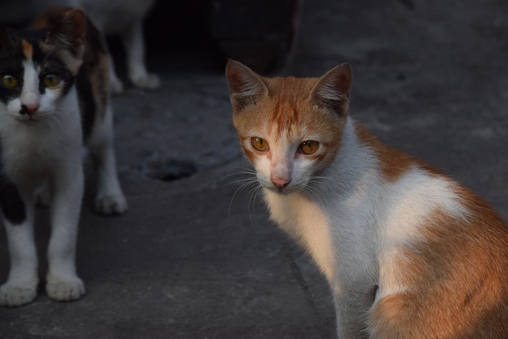 Cats on the street