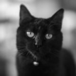 Close-up Black Cat Portrait in Soft Focus
