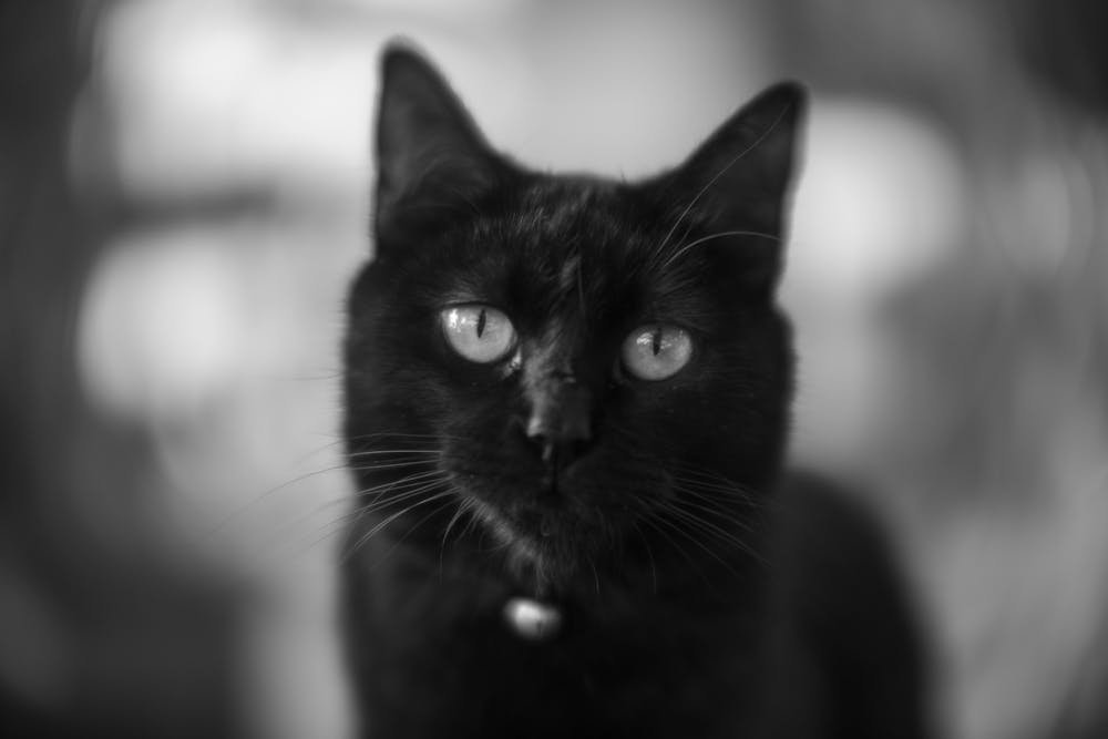 Close-up Black Cat Portrait in Soft Focus