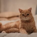 Portrait of Cute Cat