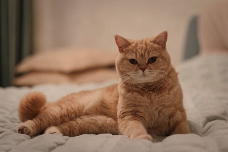 Portrait of Cute Cat